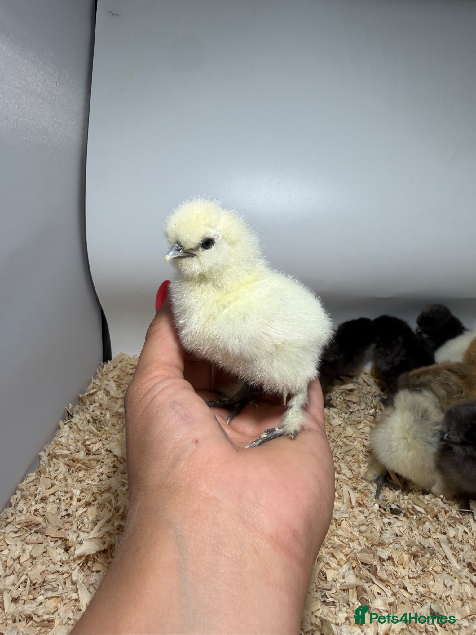 Chickens poultry 🐥🐣🥚USA Bearded silkies🐥Vorwerk🐥Brahmas🥚🐣🐥 - Advert 8