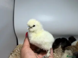 Chickens poultry 🐥🐣🥚USA Bearded silkies🐥Vorwerk🐥Brahmas🥚🐣🐥 - Advert 1
