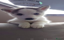 Siberian Husky dogs for sale: Siberian huskys READY NOW 1 boy 1 girl. - Image 3