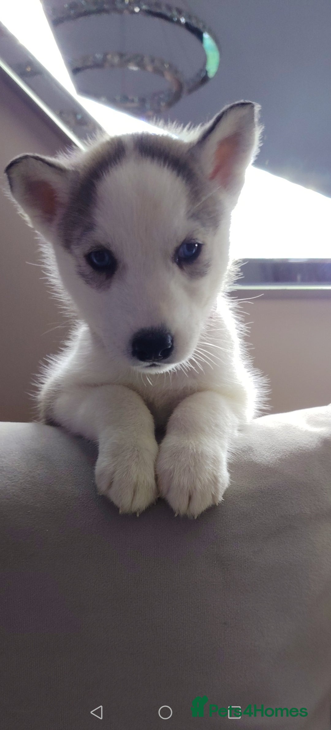 Siberian Husky dogs for sale: Siberian huskys READY NOW 1 boy 1 girl. - Image 3