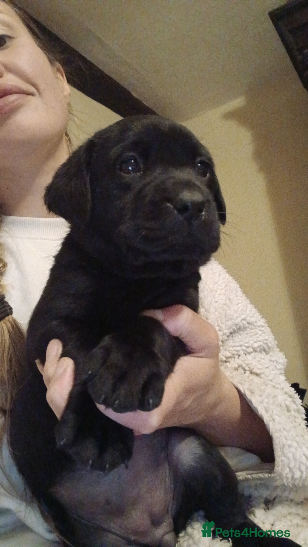 Labrador Retriever dogs for sale: Exceptional FTCHAMPION Labrador Retriever Puppies - Image 13