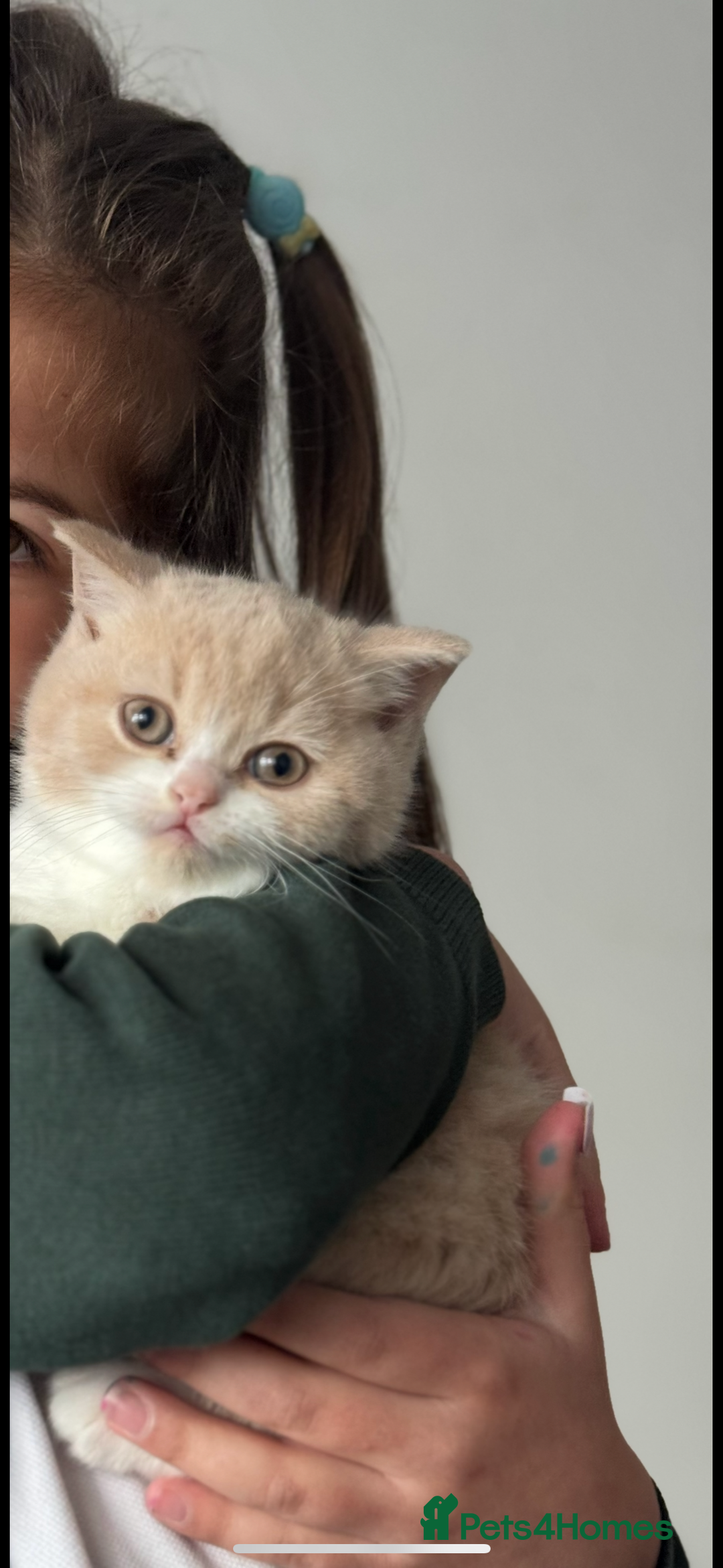 British Shorthair cats for sale: ChampionLine🏆🏆🏆Bicolour British Shorthair💙💙💖 - Advert 7