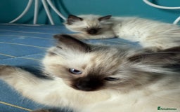 Ragdoll cats for sale: Ragdoll - Image 2