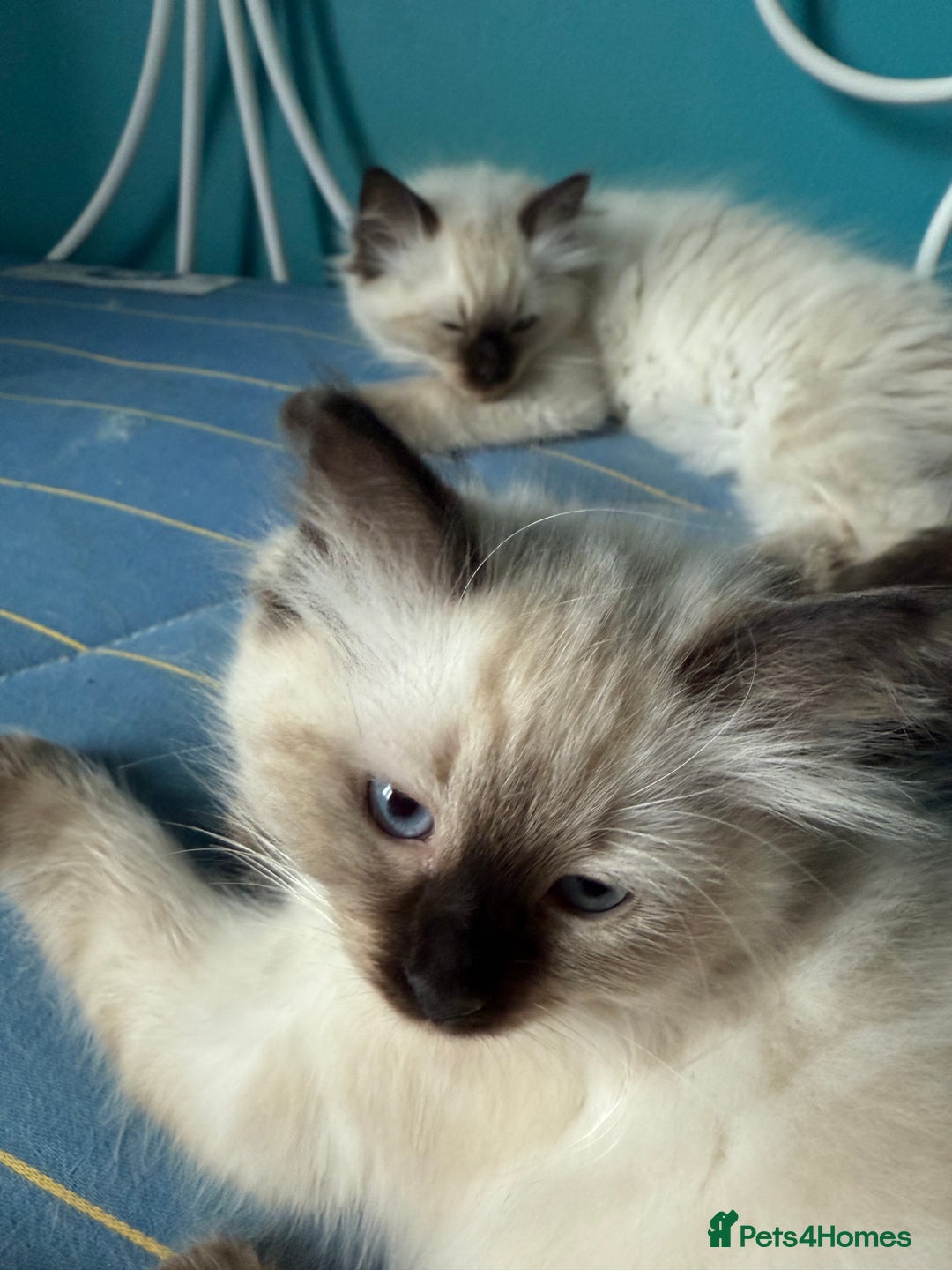 Ragdoll cats for sale: Ragdoll - Image 2
