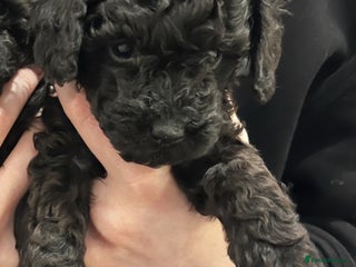 Toy Poodle dogs Beautiful toy poodle puppies - Advert 11