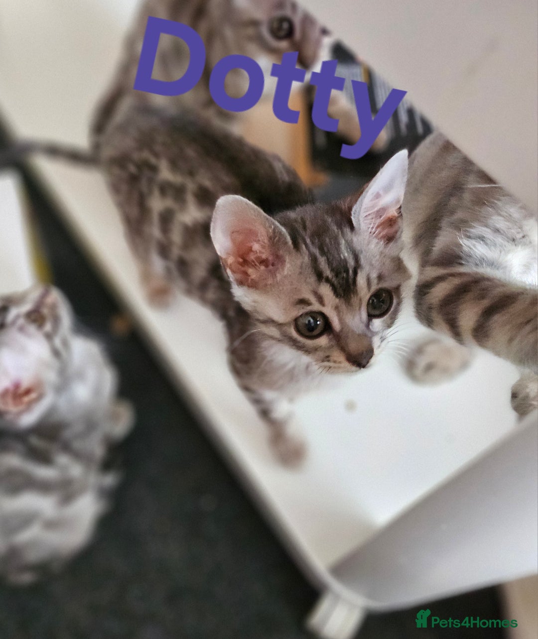 Bengal cats for sale: 2 stunning unique snow bengal kittens left  - Image 16