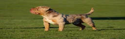 Olde English Bulldogge dogs for stud: ❄️ICEMAN❄️ - Advert 3