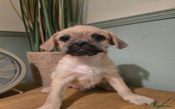Mixed Breed dogs for sale: Ready now Gorgeous pugapoo  - Image 4