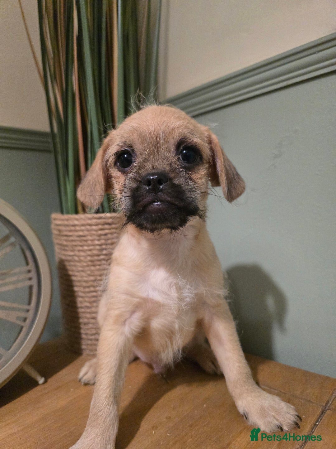 Mixed Breed dogs for sale: Ready now Gorgeous pugapoo  - Image 4