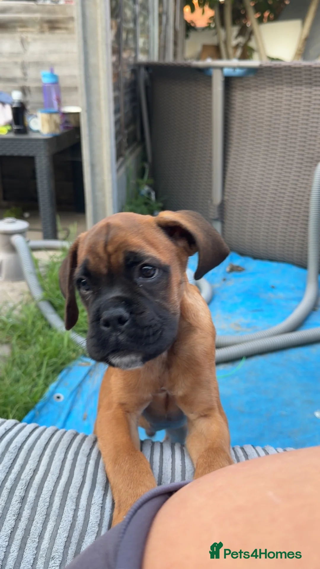 Mixed Breed dogs for sale: Boxer x bullmastiff puppy  - Advert 1