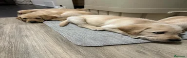 Labrador Retriever 2