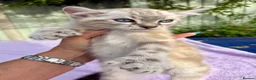 Keetso cats for sale: Polydactyl slight curl eared snow leopard boy  - Advert 20