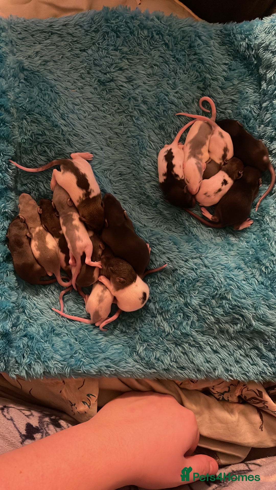 Rat rodents for sale: Rats looking for 5* homes only  - Image 14