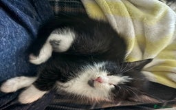 Mixed Breed cats for sale: Kittens  - Advert 16