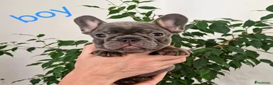 French Bulldog 3