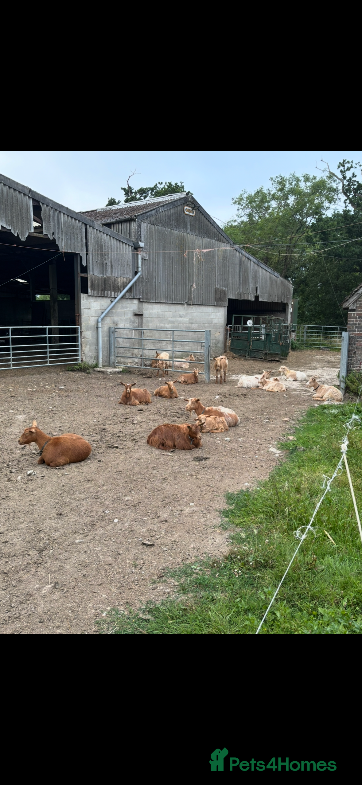 Goats livestock Golden Guernsey cross Goats. Various ages.  - Advert 6