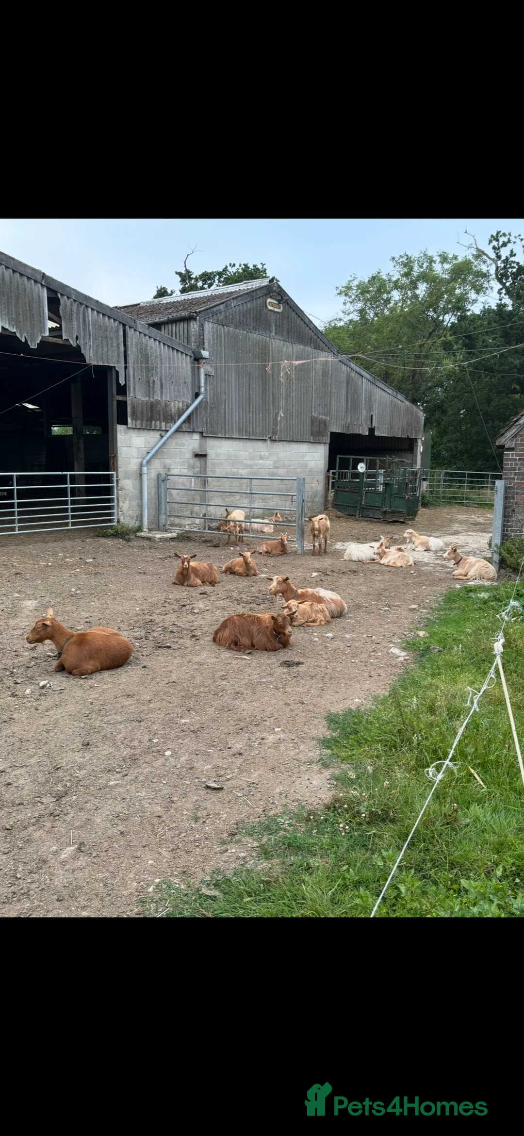 Goats livestock for sale: Golden Guernsey cross Goats. Various ages.  - Advert 1