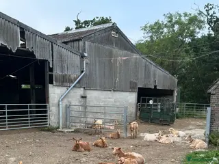 Goats livestock Golden Guernsey cross Goats. Various ages. - Advert 6