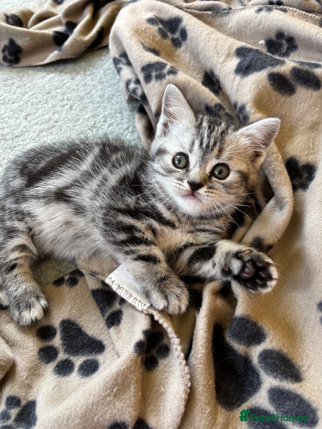 British Shorthair cats for sale: ❤️💙 GORGEOUS SILVER TABBY BSH CHAMPION LINES 💙❤️ - Image 10