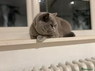 British Shorthair cats 2 Female British shorthair GCCF Active Status 🌸 in London - Advert 1