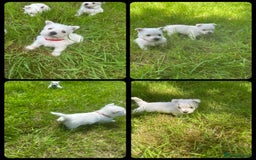 West Highland Terrier dogs for sale: KC Registered West Highland Terries Puppies  - Image 7