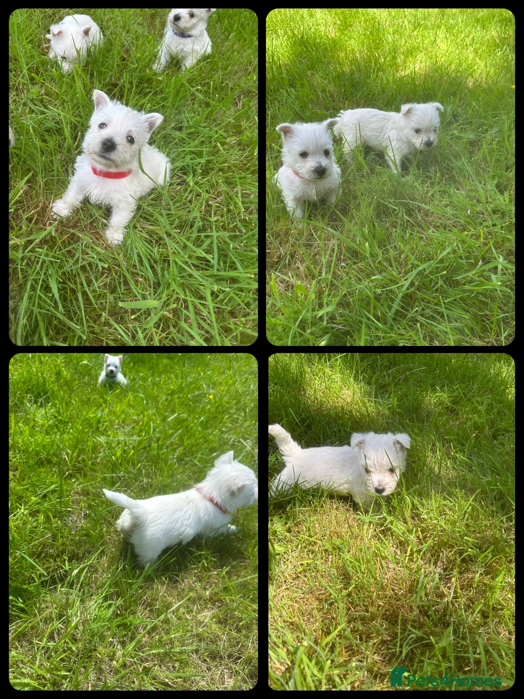 West Highland Terrier dogs for sale: KC Registered West Highland Terries Puppies  - Image 7