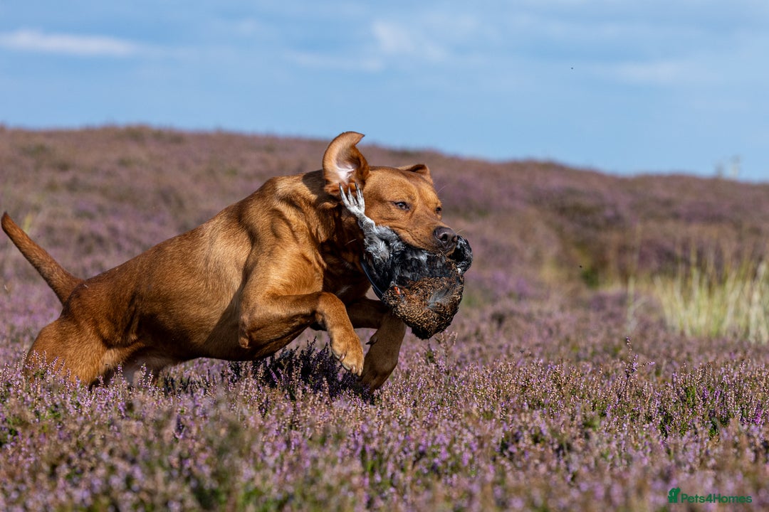 Labrador Retriever dogs for stud: 0/0 Hips & elbows fox red labrador in Leyburn - Image 13