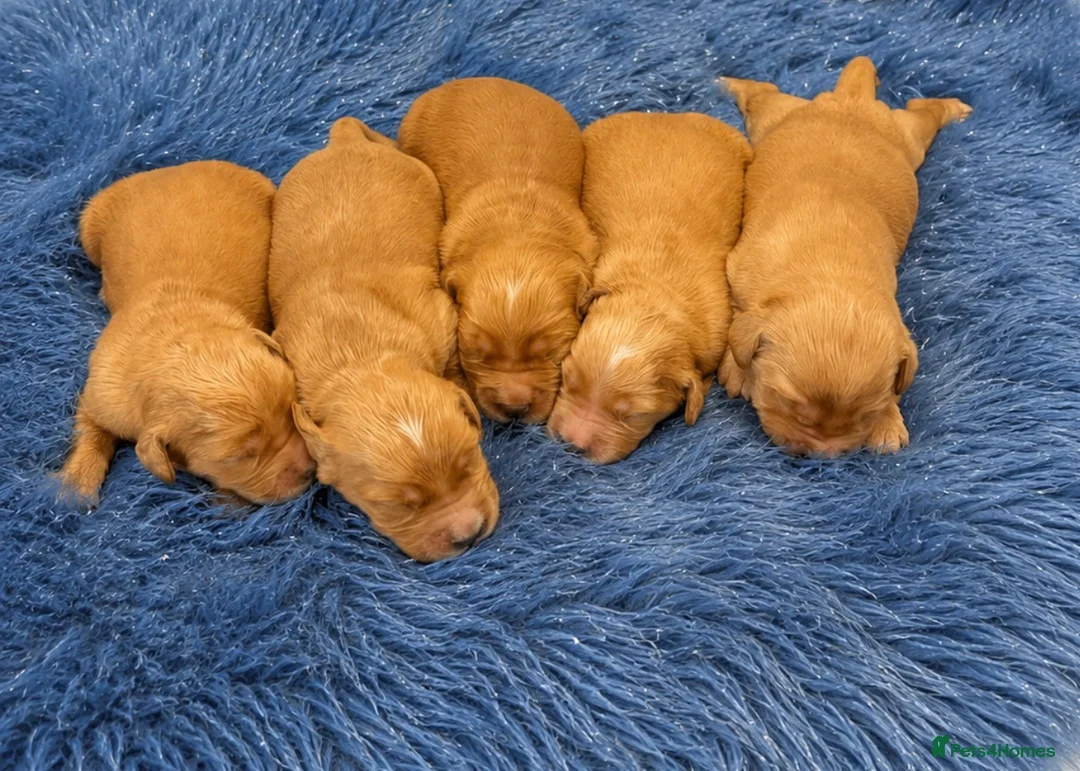 Golden Retriever dogs for sale: KC Dark Golden Retrievers 🧬 Health Tested Parents - Advert 2