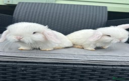 Mini Lop rabbits for sale: Mini Lop Kits – Ready 27th July in Saint Austell - Image 3