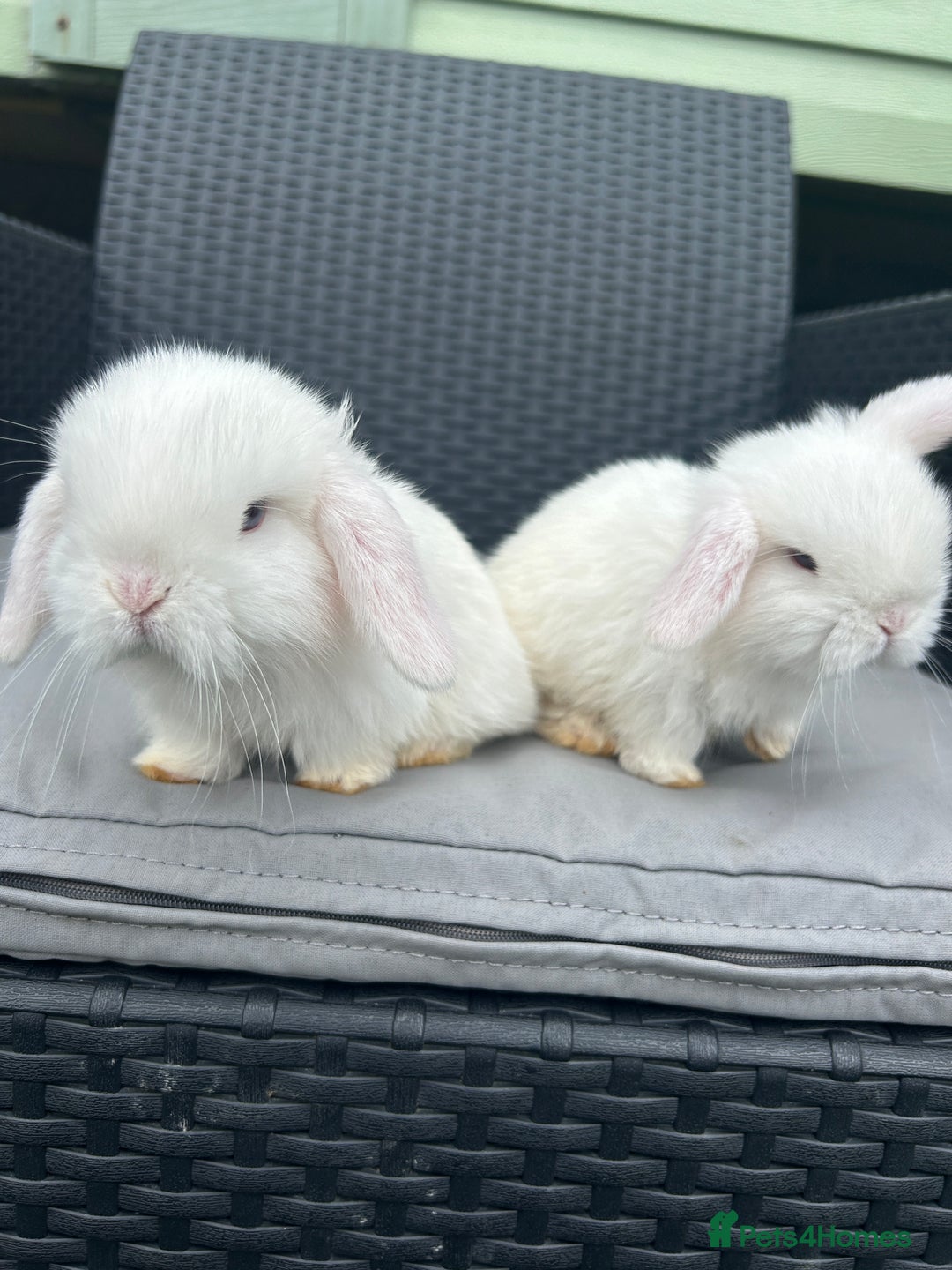 Mini Lop rabbits for sale: Mini Lop Kits – Ready 27th July in Saint Austell - Image 3