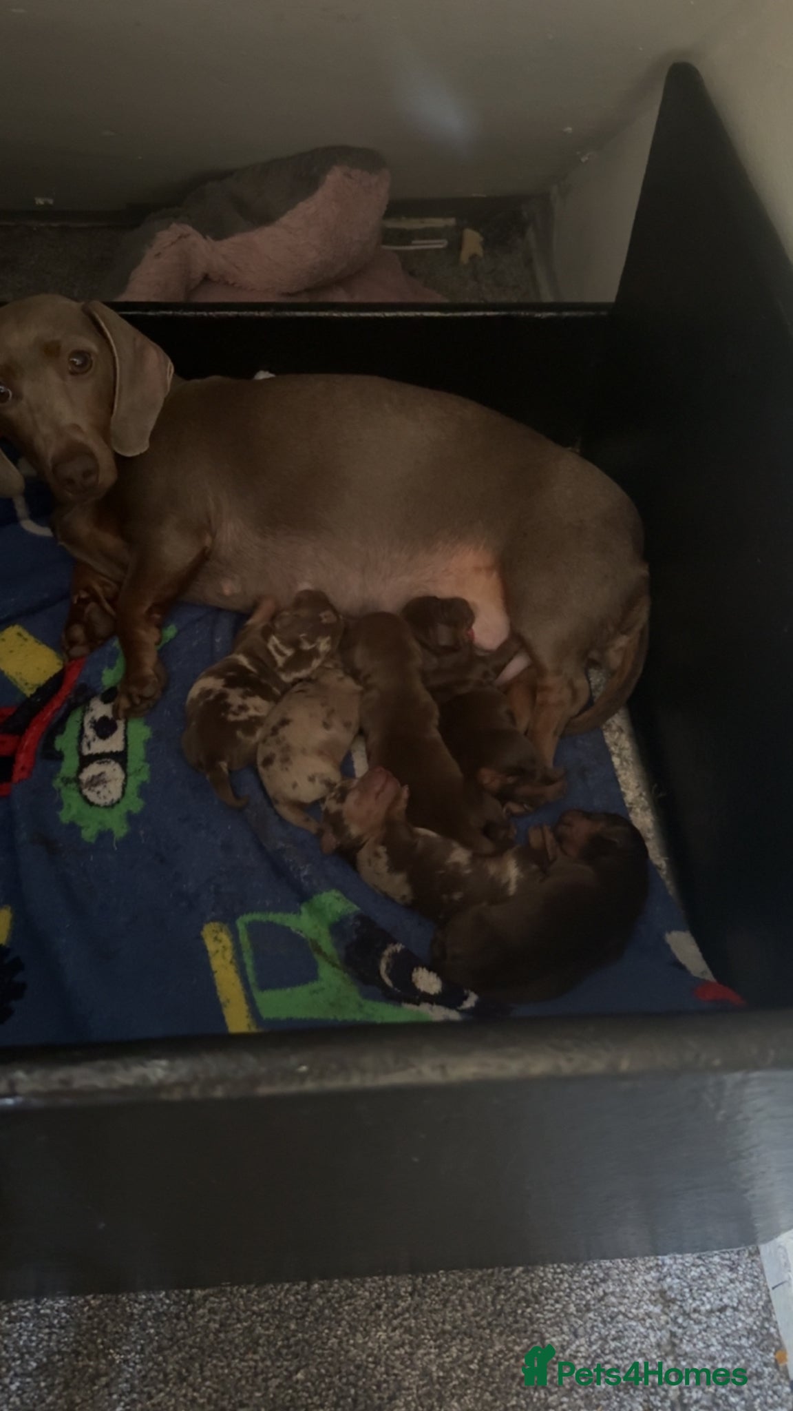 Dachshund dogs 3 boys 3 girls  - Advert 7