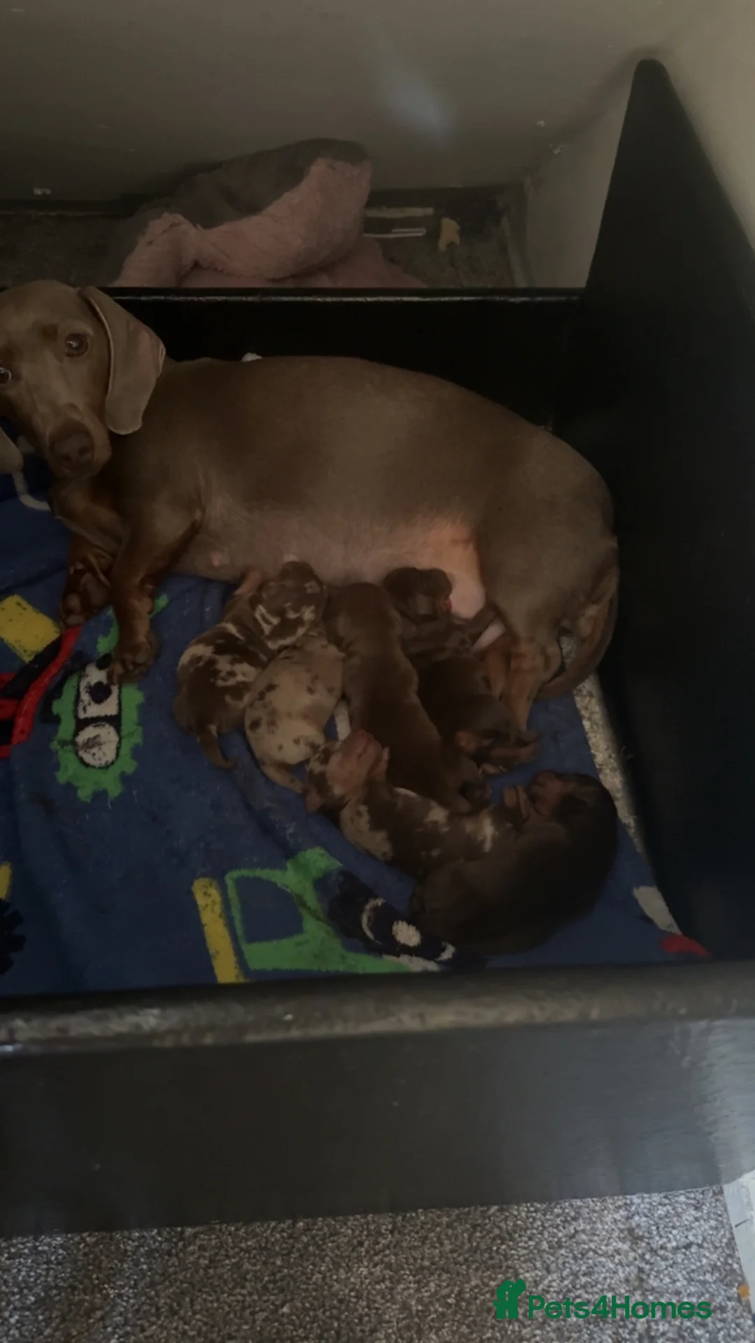 Dachshund dogs for sale: 3 boys 3 girls  - Advert 1