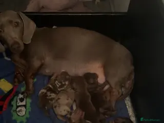 Dachshund dogs 3 boys 3 girls - Advert 7