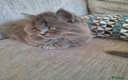 British Longhair cats for sale: 5 x beautiful BLH kittens for sale - Advert 10