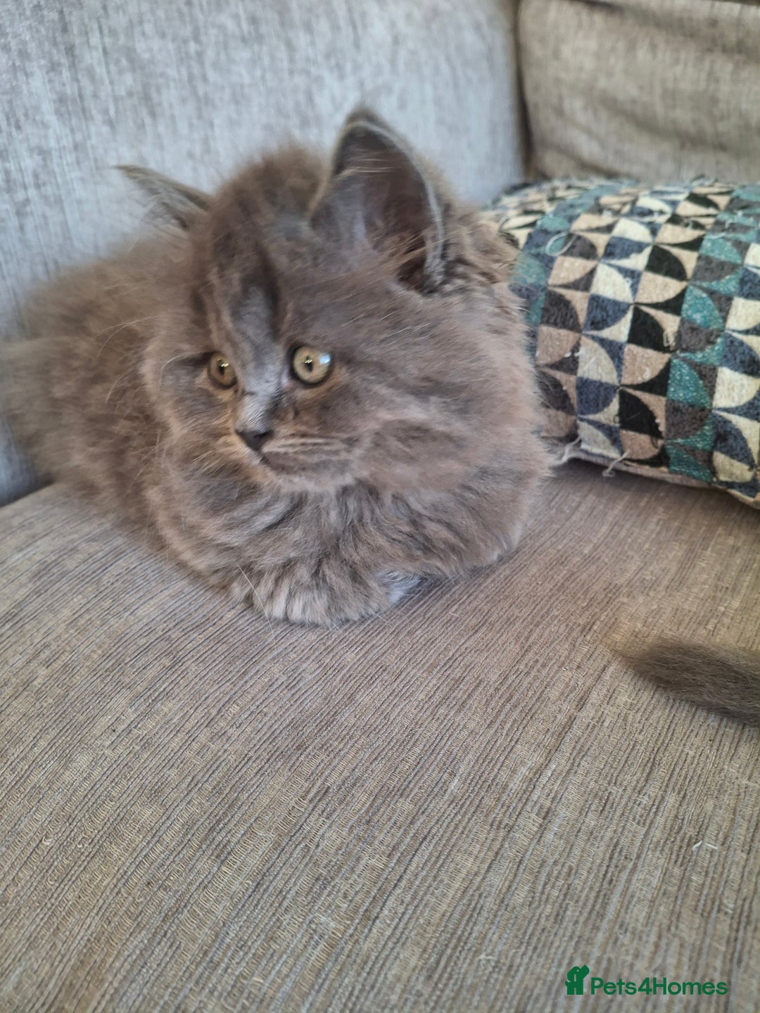 British Longhair cats for sale: 5 x beautiful BLH kittens for sale - Advert 10