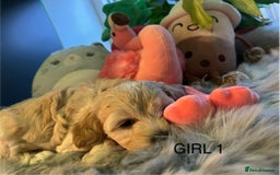 Maltipoo dogs for sale: F1 Beautiful Maltipool Puppies - Advert 14