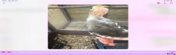 Cockatiels birds for sale: Baby cocktails for sale - Advert 7