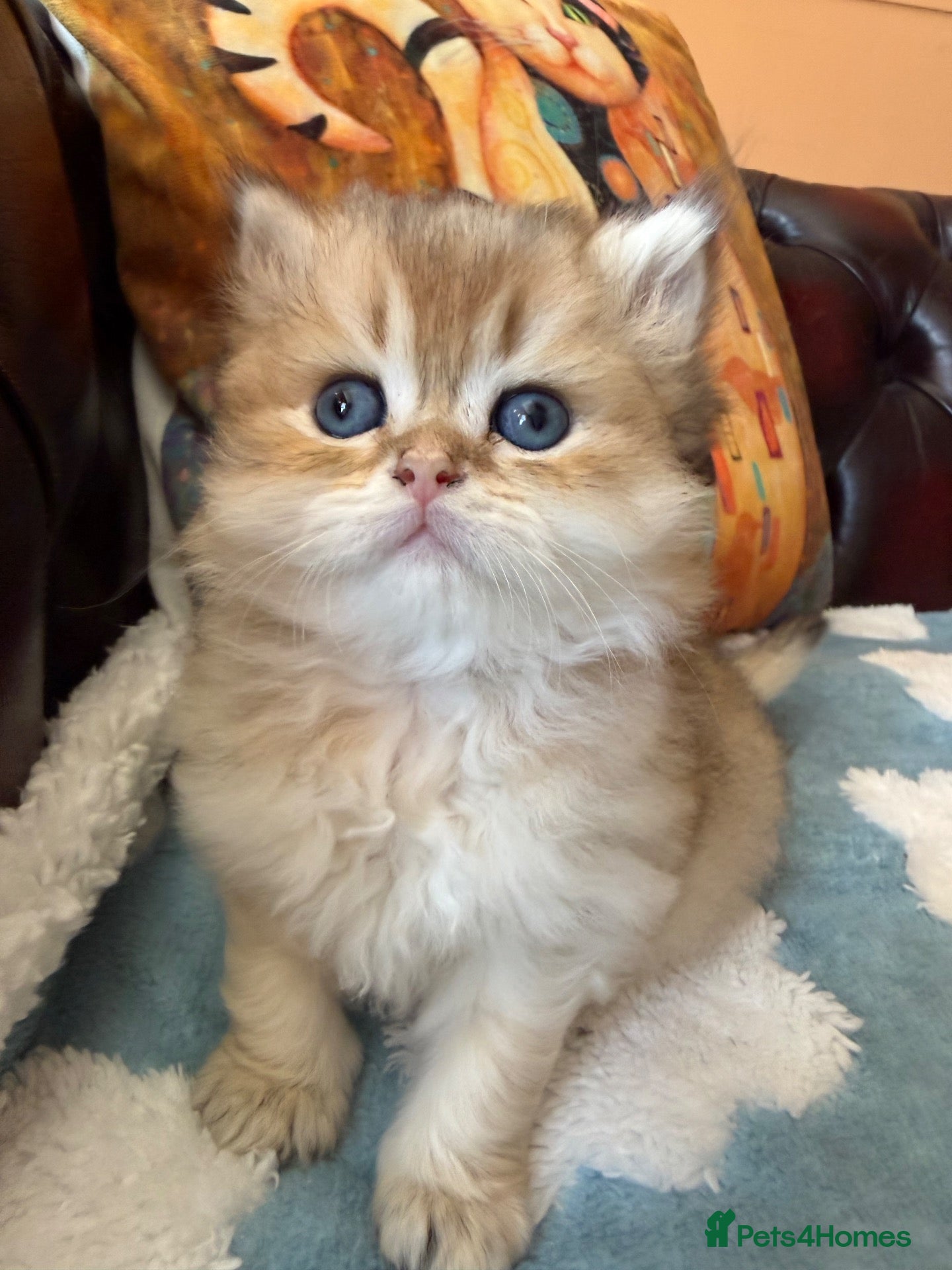 British Shorthair cats Lovely golden BSH & BLH kittens - Advert 1