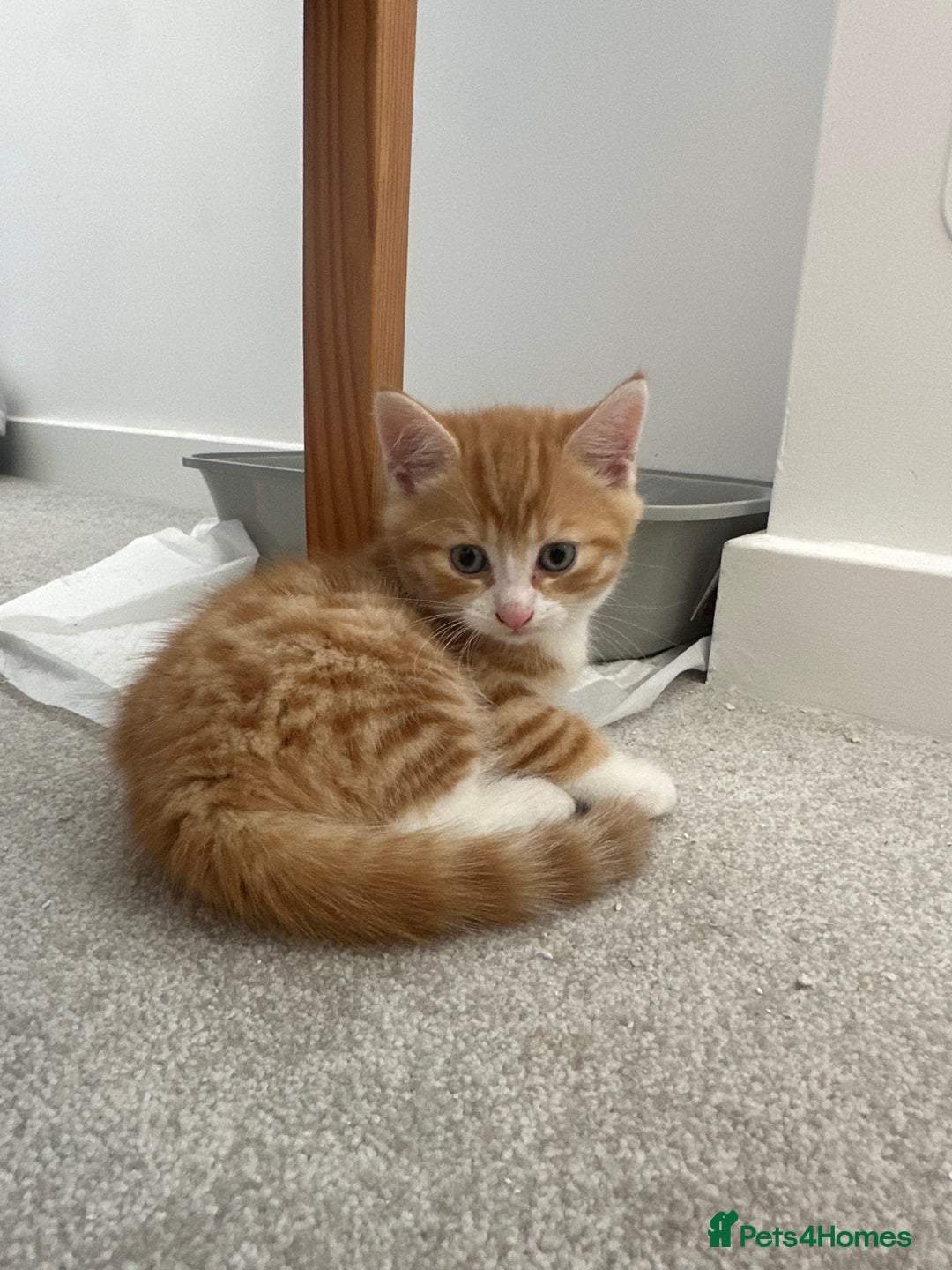 Mixed Breed cats for sale: 1 kitten is reserved only 1 left !!!! £200 - Image 8