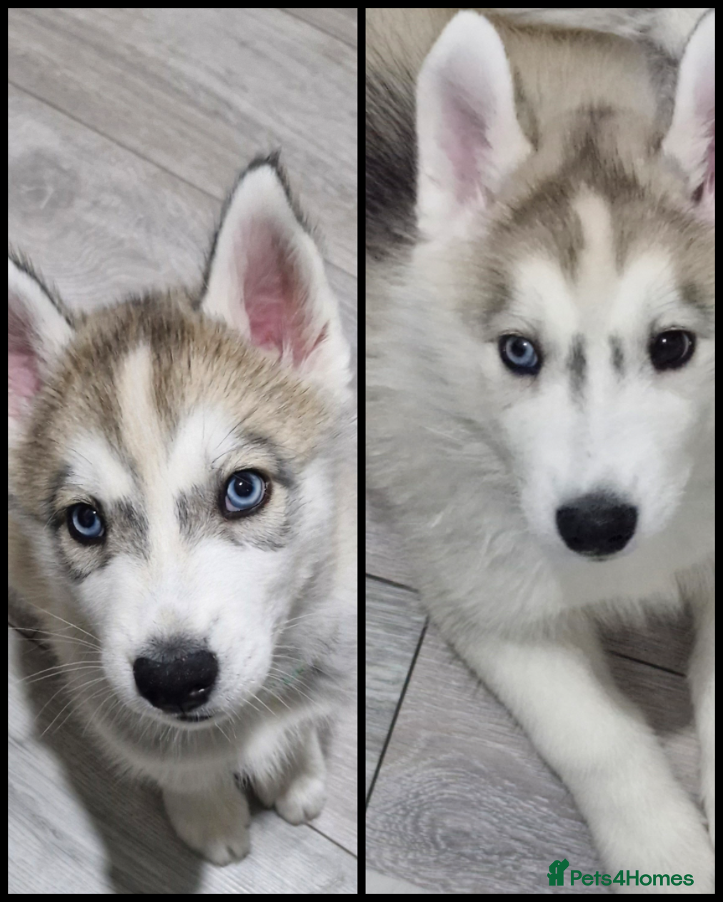 Siberian Husky dogs ​🐺 FINAL 2 HUSKY BOYS - READY TODAY! 🐺  - Advert 8