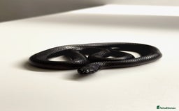 King Snake reptiles for sale: MBK Snake (Male) - Image 1