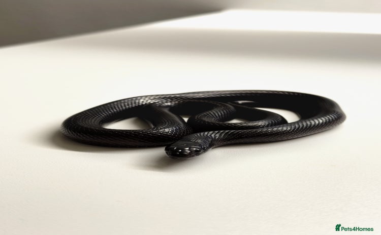 King Snake reptiles - Advert 1