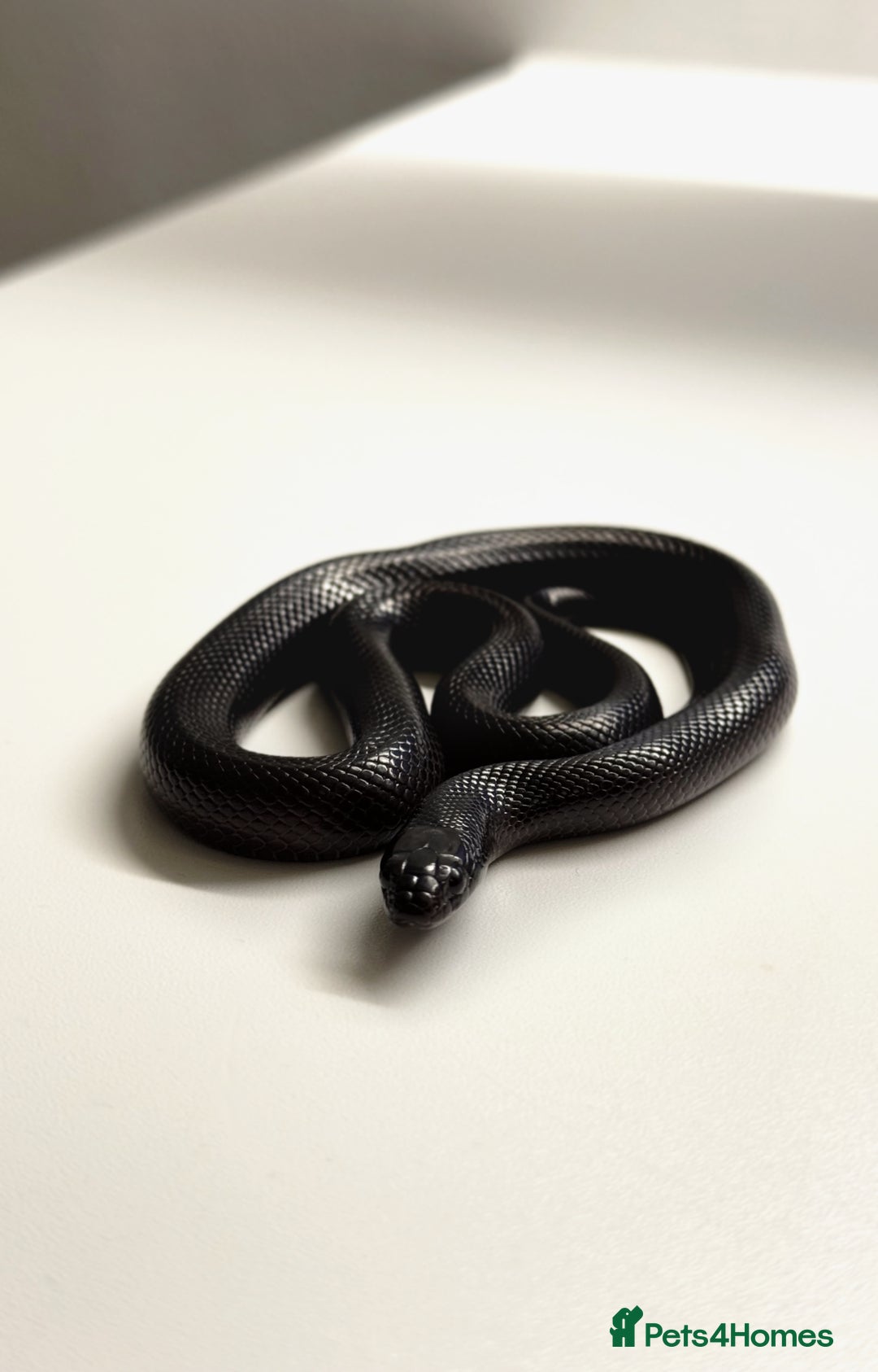 King Snake reptiles for sale: MBK Snake (Male) - Image 1