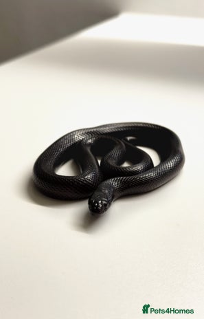 King Snake reptiles - Advert 2