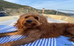 Mini Goldendoodle dogs for sale: F1 pups by POLICE Dog Trainer / Council Licensed  - Image 23