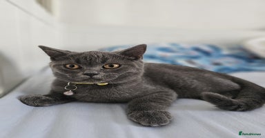 British Shorthair cats - Advert 12