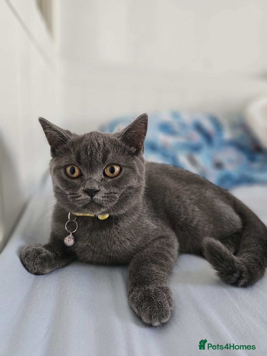 British Shorthair cats for sale: British Shorthair  - Image 5
