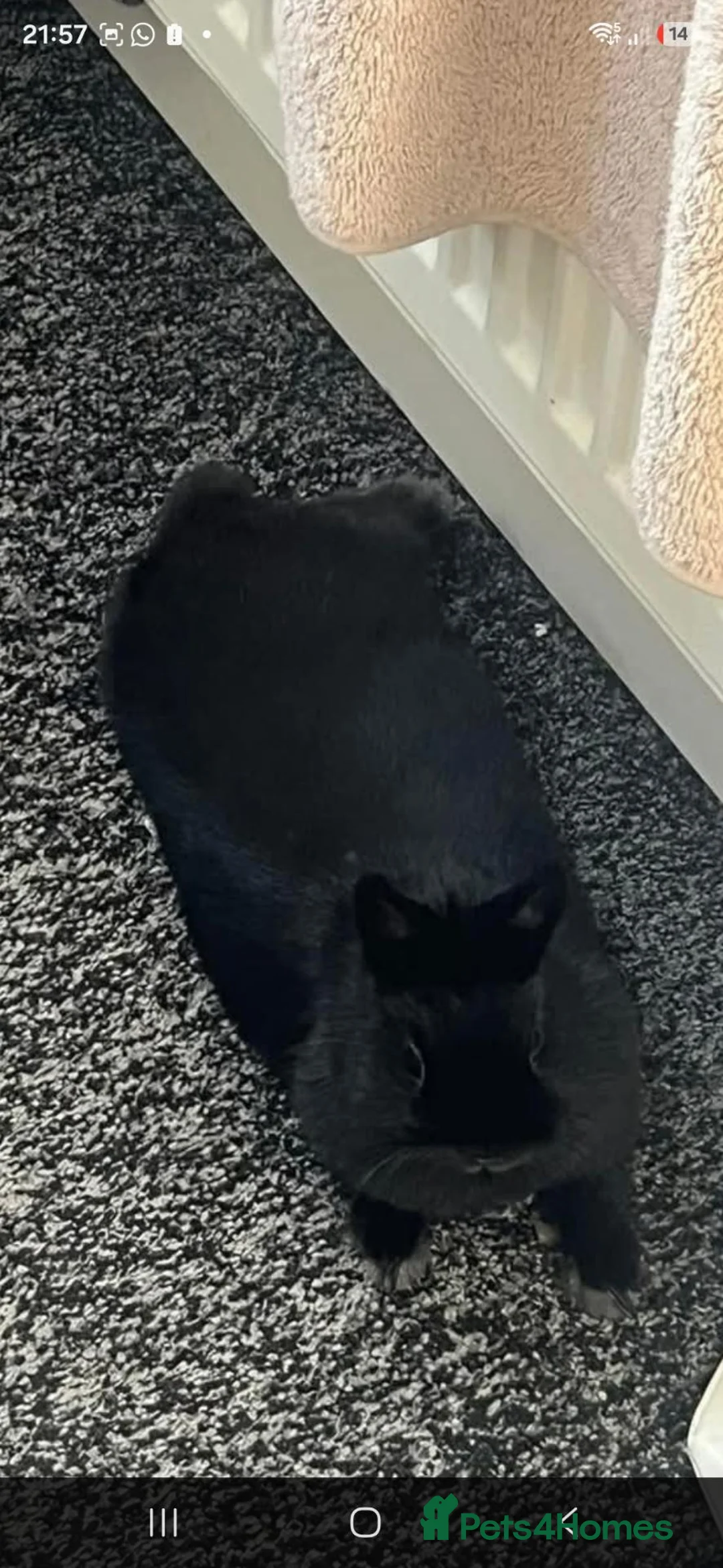 Mixed Breed rabbits for sale: Female Dwarf Rabbit 2 Years Old in Hull - Advert 2