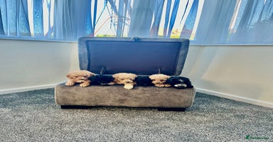 Cockapoo dogs - Advert 4