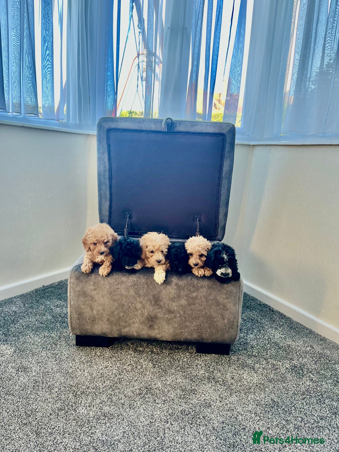 Cockapoo dogs for sale: Cockapoo F1B ready to leave  - Image 3